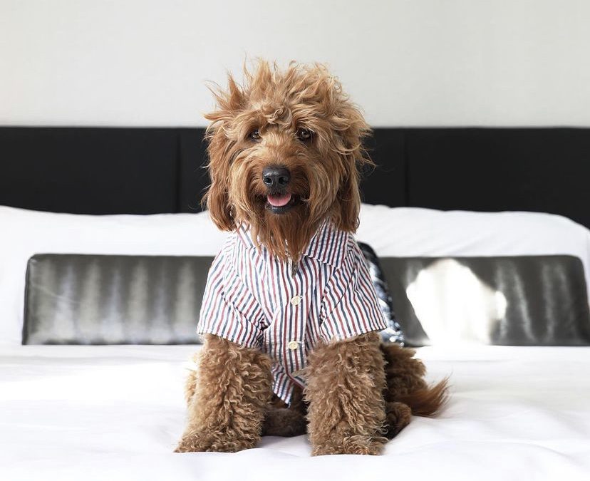 Five of the Most Pet Friendly Places to Stay at in the Midwest