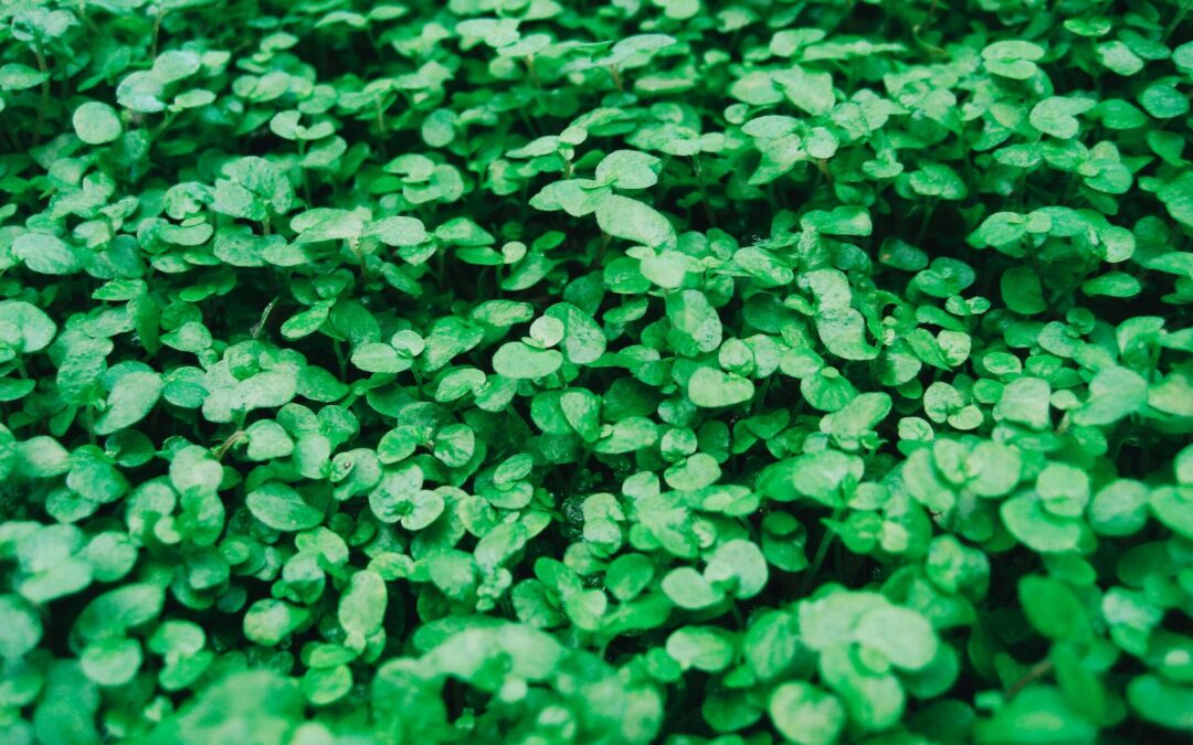 A field of green 3 leaf clovers.